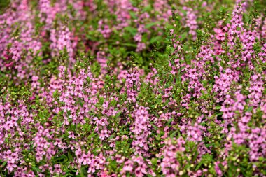 Bahçede renkli çiçek. Plumeria çiçek çiçeklenme. Yaz aylarında bahçe Blooming güzel çiçeklenir. Resmi bahçe. Park. Güzel bahçe.