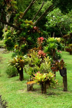 Renkli çiçek güzel bir bahçe. Resmi bahçe. Park. Güzel Garden.Leaves, ağaçlar, ferahlatıcı Bahçe.