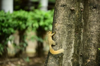 Parkanimals hayvanlarda bağımsız parkta yaşamak.