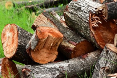 Kahverengi ahşap kütükgrubu 