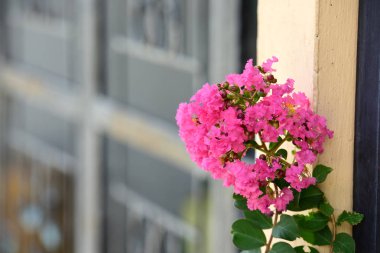 Bahçede renkli çiçek. Plumeria çiçek çiçeklenme. Yaz aylarında bahçe Blooming güzel çiçeklenir. Resmi bahçe. Park. Güzel bahçe.