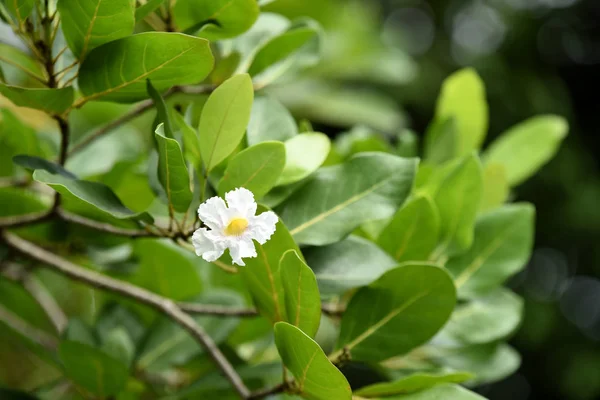 花园里五颜六色的花朵 鸡蛋花开花 花园里美丽的花朵在夏天盛开 园景园正式花园 美丽的花园 — 图库照片