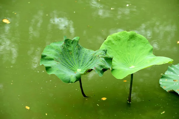 Folhas Lírio Verde Água — Fotografia de Stock