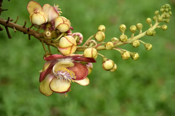 Hermosas Flores Rama Árbol — Foto de Stock