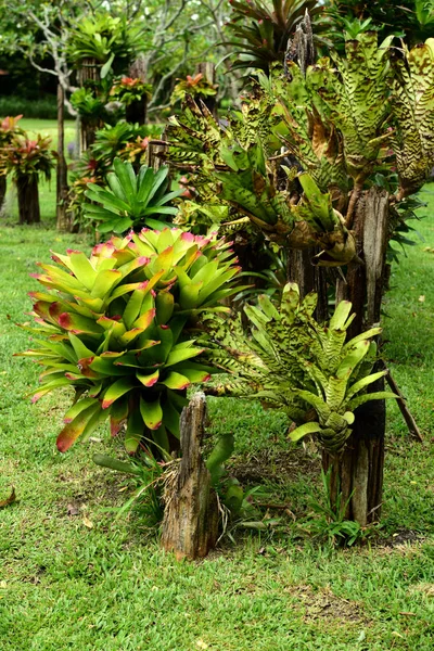 Hermoso Jardín Flores Coloridas Jardín Formal Ajardinado Parque Hermoso Jardín —  Fotos de Stock