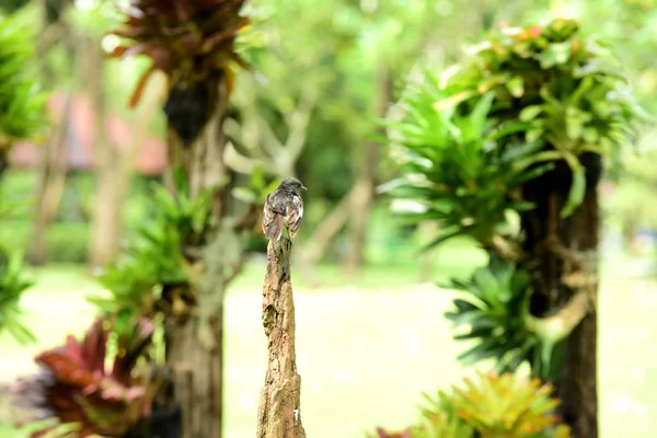 Animais Parqueanimais Vivem Forma Independente Parque — Fotografia de Stock