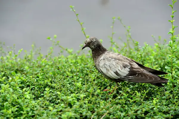 Vacker Trädgård Med Färgglada Blommor Anlagd Formell Trädgård Park Vackra — Stockfoto