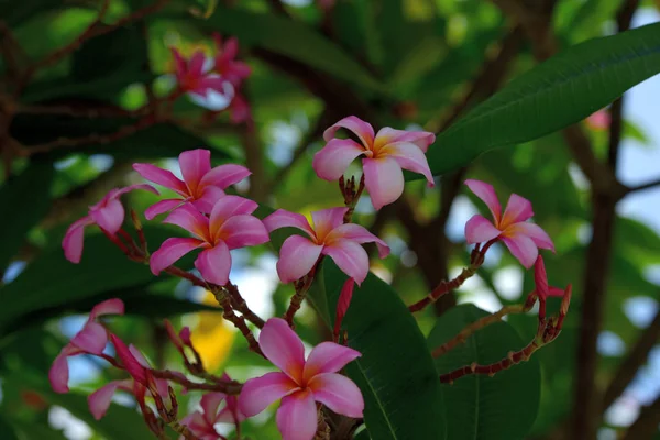 Flux Roses Sur Les Arbres Tropicaux — Photo