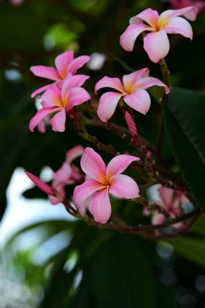 Flujos Rosados Árbol Tropical — Foto de Stock