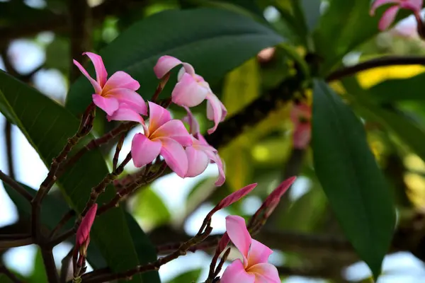 花园里五颜六色的花朵 鸡蛋花开花 花园里美丽的花朵在夏天盛开 园景园正式花园 美丽的花园 — 图库照片