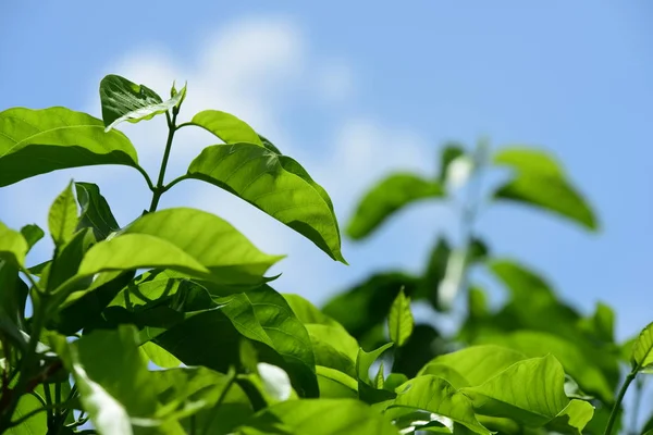 Krásná Zahrada Barevných Květin Formální Zahrada Parku Krásný Garden Leaves — Stock fotografie