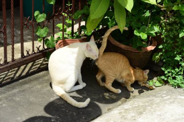 Şirin kedi evin etrafında yürür.