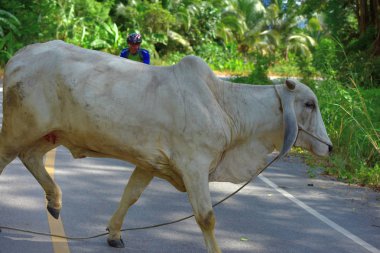 Tayland - 24 Haziran 2018: Kırsal yolda bisiklet yarışması