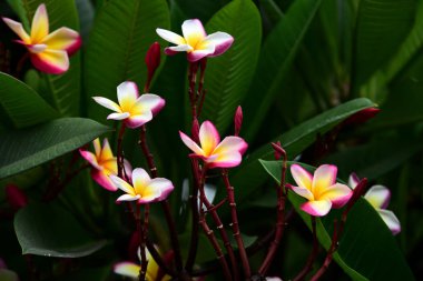 Bir yağmurlu günde arka plan görüntüsü olarak kullanmak yeşil yaprakları. Bahçede renkli çiçek. Plumeria çiçek çiçeklenme. Güzel bahçe Blooming yaz aylarında çiçeklenir.