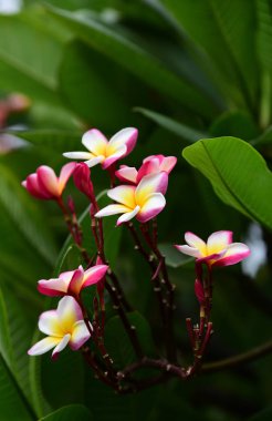 Bir yağmurlu günde arka plan görüntüsü olarak kullanmak yeşil yaprakları. Bahçede renkli çiçek. Plumeria çiçek çiçeklenme. Güzel bahçe Blooming yaz aylarında çiçeklenir.