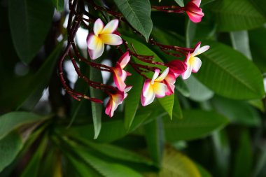 Bir yağmurlu günde arka plan görüntüsü olarak kullanmak yeşil yaprakları. Bahçede renkli çiçek. Plumeria çiçek çiçeklenme. Güzel bahçe Blooming yaz aylarında çiçeklenir.