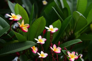 Bir yağmurlu günde arka plan görüntüsü olarak kullanmak yeşil yaprakları. Bahçede renkli çiçek. Plumeria çiçek çiçeklenme. Güzel bahçe Blooming yaz aylarında çiçeklenir.