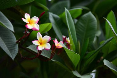 Bir yağmurlu günde arka plan görüntüsü olarak kullanmak yeşil yaprakları. Bahçede renkli çiçek. Plumeria çiçek çiçeklenme. Güzel bahçe Blooming yaz aylarında çiçeklenir.