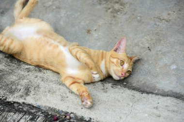 Şirin kedi evin etrafında yürür.