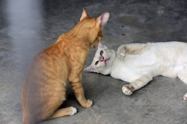 Şirin kedi evin etrafında yürür.