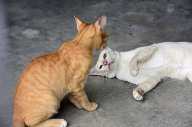 Şirin kedi evin etrafında yürür.