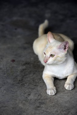 Şirin kedi evin etrafında yürür.