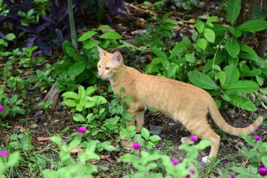 Şirin kedi evin etrafında yürür.