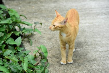 Şirin kedi evin etrafında yürür.