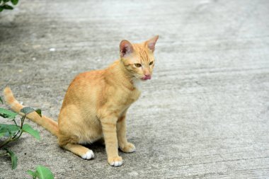 Şirin kedi evin etrafında yürür.