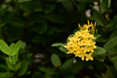 Bahçede renkli çiçek. Plumeria çiçek çiçeklenme. Yaz aylarında bahçe Blooming güzel çiçeklenir. Resmi bahçe. Park. Güzel bahçe.
