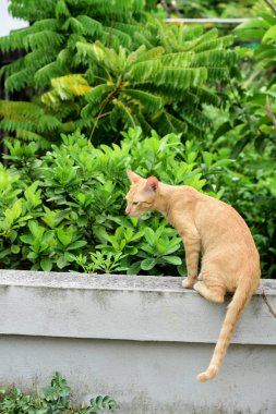 Şirin kedi evin etrafında yürür.