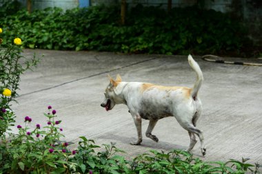 Köpek yürümek ve evin etrafında keşfedin.