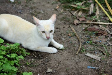 Şirin kedi evin etrafında yürür.