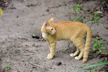 Şirin kedi evin etrafında yürür.