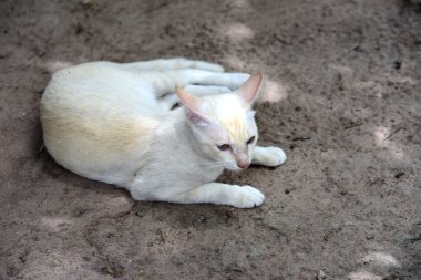 Açık havada oynayan beyaz kedi