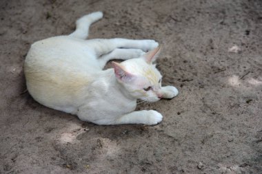 Şirin kedi evin etrafında yürür.