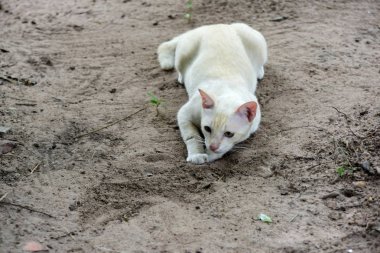 Şirin kedi evin etrafında yürür.