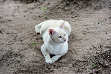 Şirin kedi evin etrafında yürür.