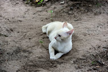 Şirin kedi evin etrafında yürür.