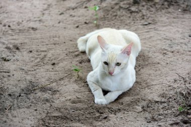 Şirin kedi evin etrafında yürür.