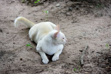Şirin kedi evin etrafında yürür.