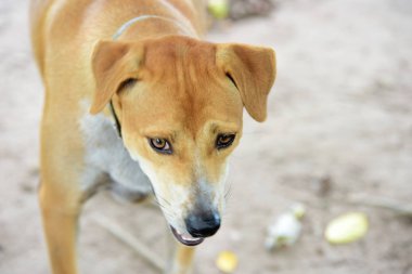 Köpek yürümek ve evin etrafında keşfedin.