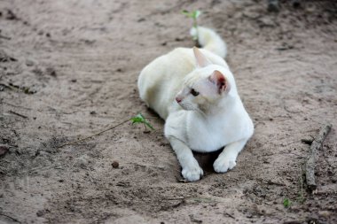 Şirin kedi evin etrafında yürür.