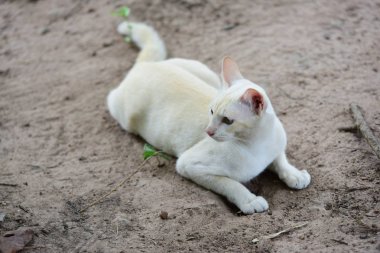 Şirin kedi evin etrafında yürür.