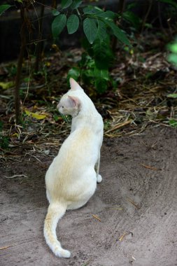 Şirin kedi evin etrafında yürür.
