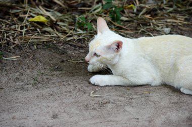 Şirin kedi evin etrafında yürür.