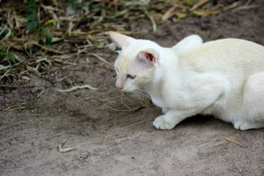 Şirin kedi evin etrafında yürür.