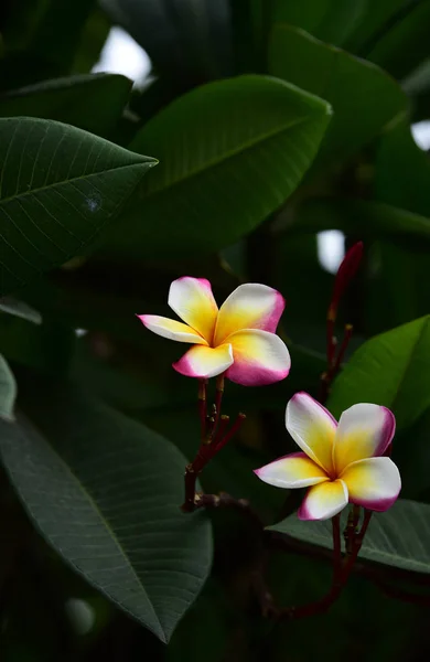 Krásné Barevné Květiny Zelené Listy — Stock fotografie