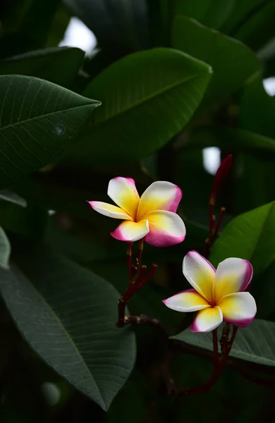 Hermosas Flores Colores Hojas Verdes — Foto de Stock