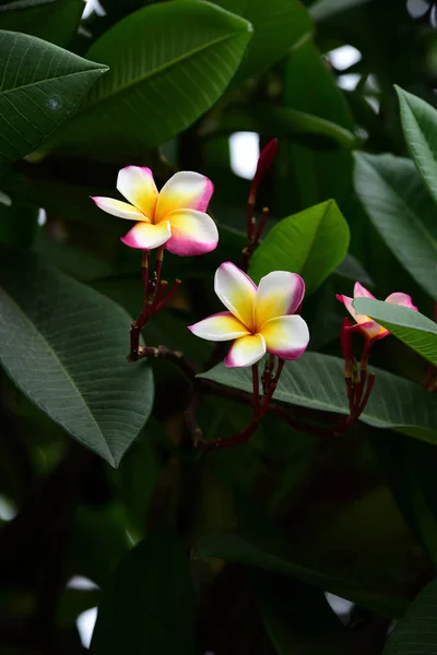 Güzel Renkli Çiçekler Yeşil Yaprakları — Stok fotoğraf